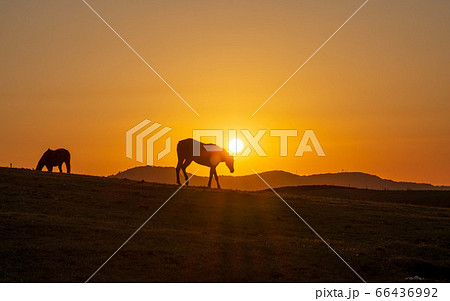 美しい夕日と阿蘇大観峰　乗馬風景 パノラマ風景Scenery from Aso Daikanbo 66436992