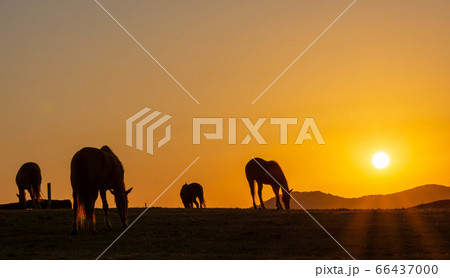美しい夕日と阿蘇大観峰　乗馬風景 パノラマ風景Scenery from Aso Daikanbo 66437000