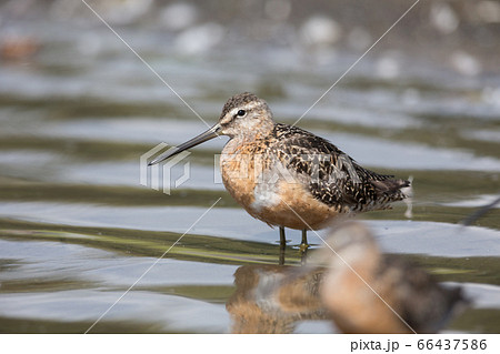 Long billed dowitcher Long billed dowitcher 66437586