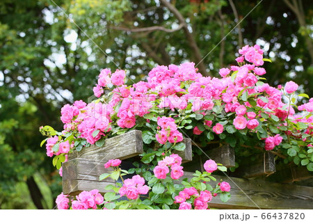 バラの花 アンジェラの写真素材