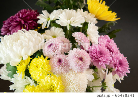 菊の種類(1) 菊の種類(1) 66438241