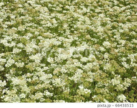 オルラヤ(ホワイトレース) オルラヤ(ホワイトレース) 66438515