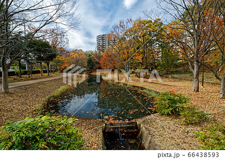 横浜・港北ニュータウンの紅葉 横浜・港北ニュータウンの紅葉 66438593