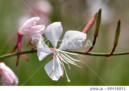 甘い蜜のハーブ ハニーサックルの花の写真素材