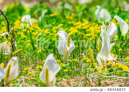 栂池自然園の水芭蕉　【長野県】 66438855