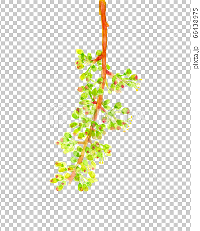 葡萄花瀨戶巨人桃太郎[水彩] 66438975