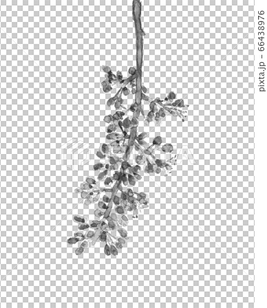 葡萄花瀨戶巨人桃太郎單調[水墨水彩畫] 66438976