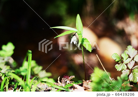 コシノコバイモ 66439206