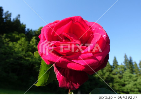 バラ 薔薇 ばら バラ 薔薇 ばら 66439237