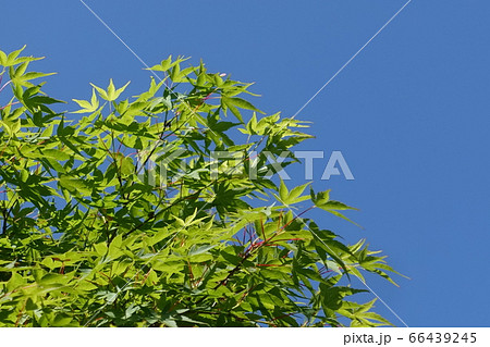 新緑 66439245