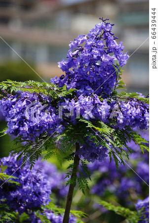 熱海　ジャカランダの花 66439444