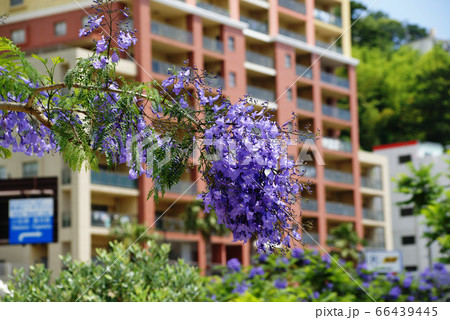 熱海　ジャカランダの花 66439445