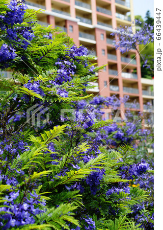 熱海 ジャカランダの花 熱海 ジャカランダの花 66439447