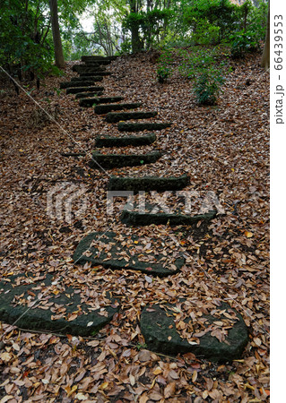 横浜・港北ニュータウン 落ち葉の遊歩道 横浜・港北ニュータウン 落ち葉の遊歩道 66439553