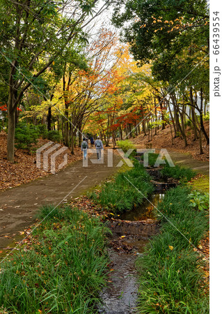 横浜・港北ニュータウンの紅葉 横浜・港北ニュータウンの紅葉 66439554