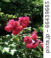 バラの花 花 屋外 66439665