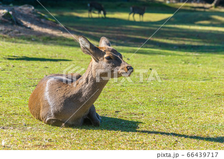 Cute Japanese deer, Nara park, Japan 66439717