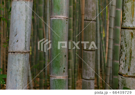 Detail of the bamboo in a bamboo forest 66439729
