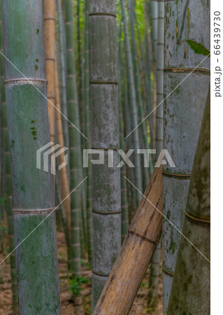 Detail of the bamboo in a bamboo forest 66439730