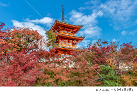 Toji Five story pagoda surounded by autumn colors. Toji Five story pagoda surounded by autumn colors. 66439995