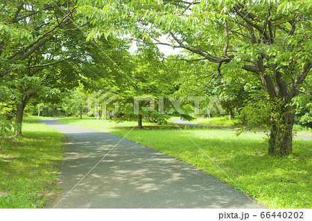 背景公園模糊 照片素材 圖片 圖庫