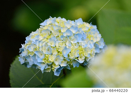 アジサイ 66440220