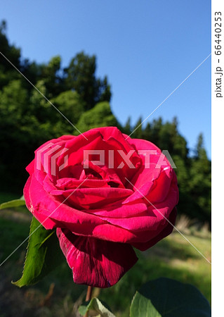 バラ 薔薇 ばら バラ 薔薇 ばら 66440253