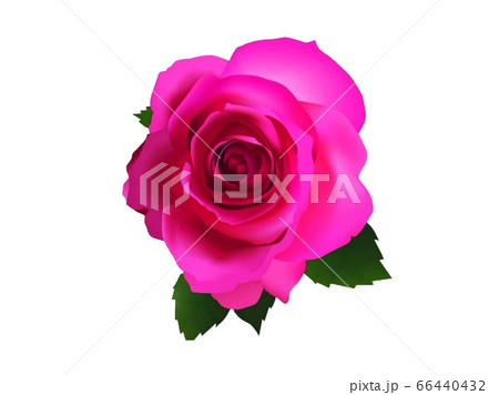 3d illustration of pink rose on white background 66440432