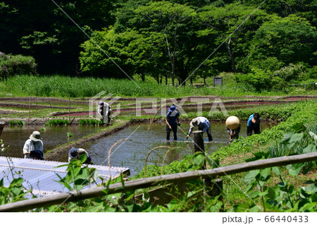 田植　鎌倉中央公園 66440433
