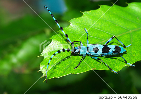 ルリボシカミキリ 66440568