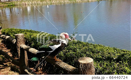 カモ科の鳥「バリケン」～裸出した赤い顔がちょっと強面？ 66440724