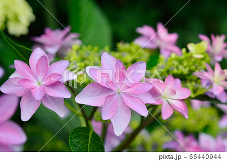 アジサイ 66440944