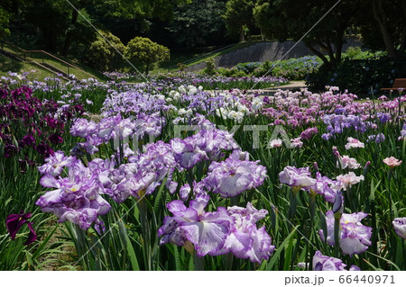 花菖蒲いっぱい 66440971
