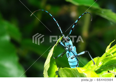 ルリボシカミキリ ルリボシカミキリ 66440984