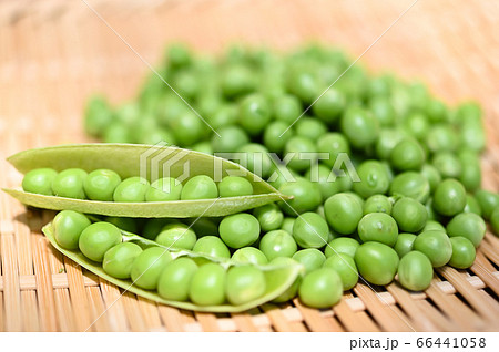 収穫した新鮮なグリンピース 66441058