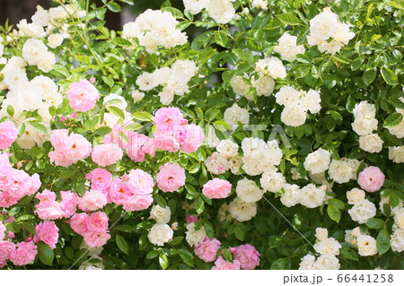 バラの花　サマースノー 66441258