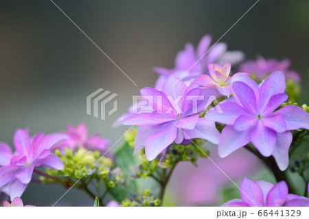 アジサイ 66441329