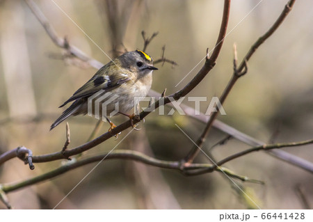 Goldcrest (Regulus regulus) Goldcrest (Regulus regulus) 66441428