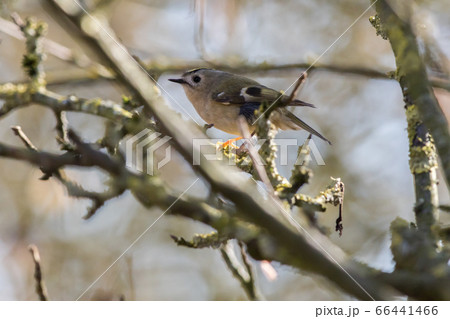 Goldcrest (Regulus regulus) Goldcrest (Regulus regulus) 66441466