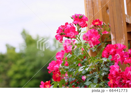 バラの花 ドルトムントの写真素材 バラの花 ドルトムントの写真素材