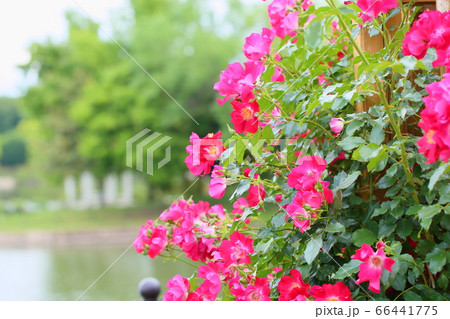 バラの花 ドルトムント バラの花 ドルトムント 66441775