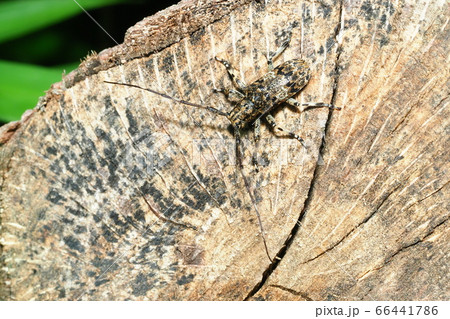 ナガゴマフカミキリ 66441786