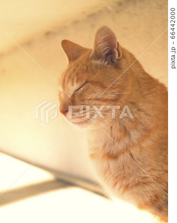 うたた寝する猫の横顔 66442000