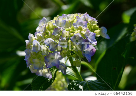 紫陽花 今泉台 紫陽花 今泉台 66442156