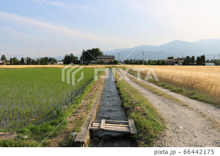 安曇野の大地の麦畑 66442175
