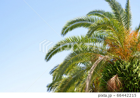 青空とヤシの木　鶴見緑地公園（大阪）にて 66442215