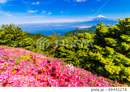 （静岡県）ツツジ咲く葛城山から富士山 66442278