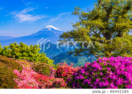 (静岡県)ツツジ咲く葛城山から富士山 (静岡県)ツツジ咲く葛城山から富士山 66442284