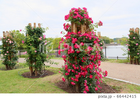 バラの花　ドルトムント 66442415