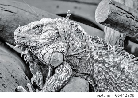 グリーンイグアナ 66442509